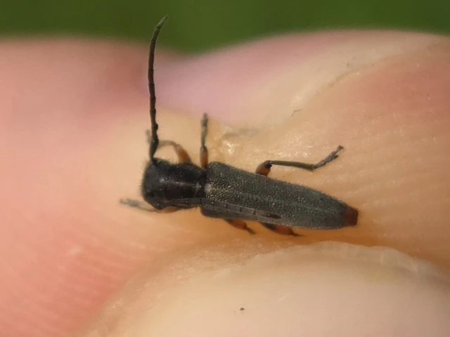 Phytoecia icterica - murokcincér Phytoecia icterica - murokcincér