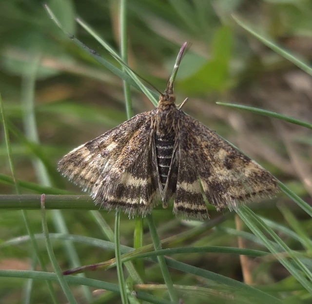 Pyrausta despicata - réti bíbormoly