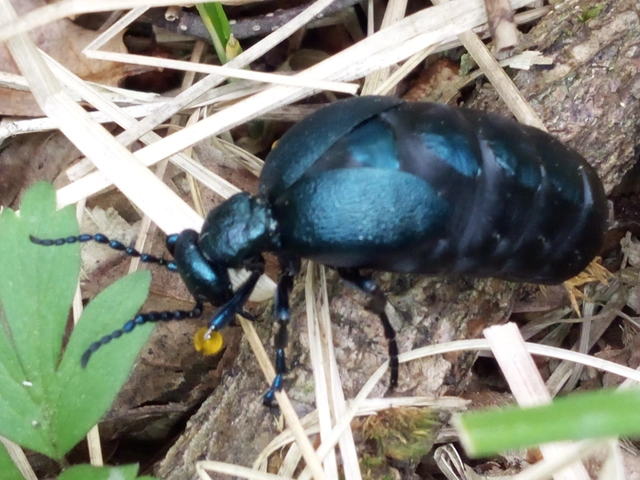 Meloe violaceus - kék nünüke