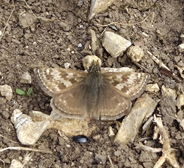 Erynnis tages - cigánylepke