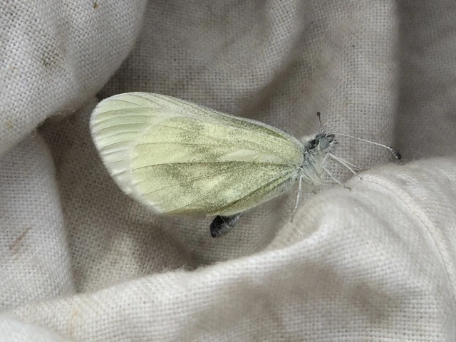 Leptidea sinapis - mustárlepke