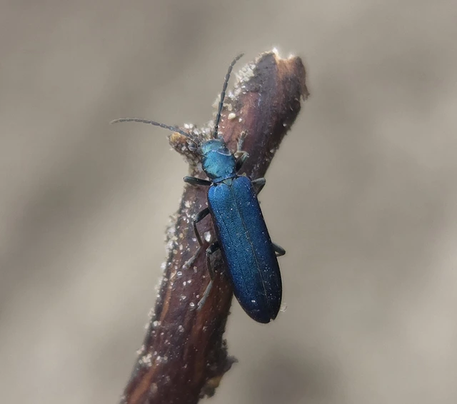 Ischnomera