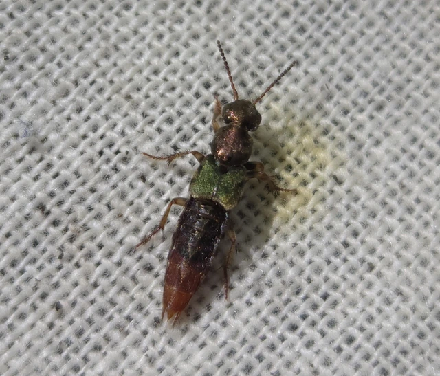 Abemus chloropterus - ékes holyva