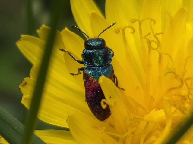Anthaxia salicis - bíboros virágdíszbogár