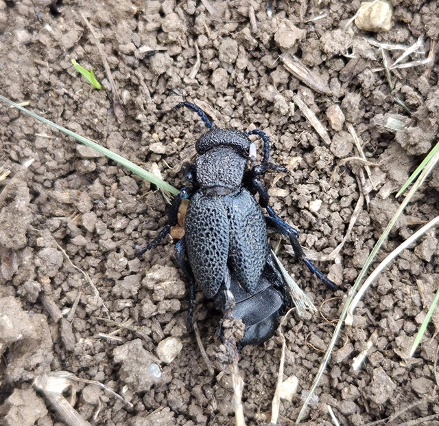 Meloe cicatricosus - óriásnünüke