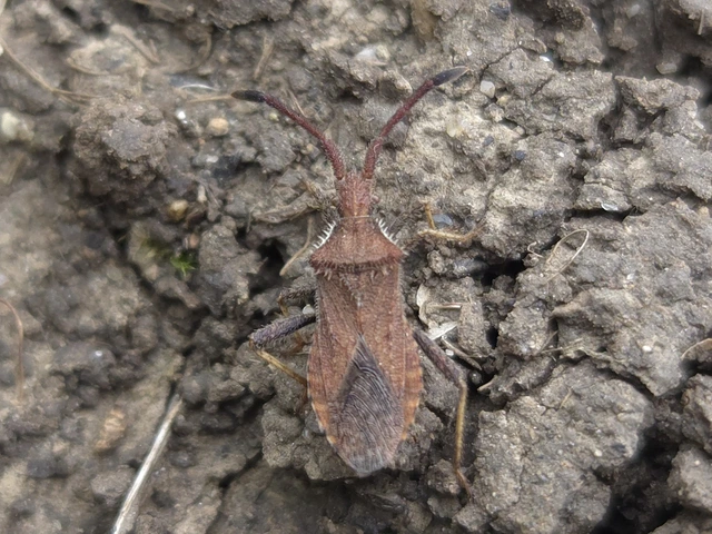 Coriomeris