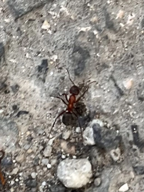Formica sanguinea - vérvörös rablóhangya
