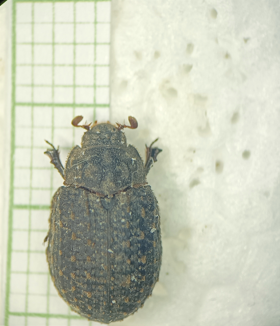 Trox sabulosus - közönséges irhabogár