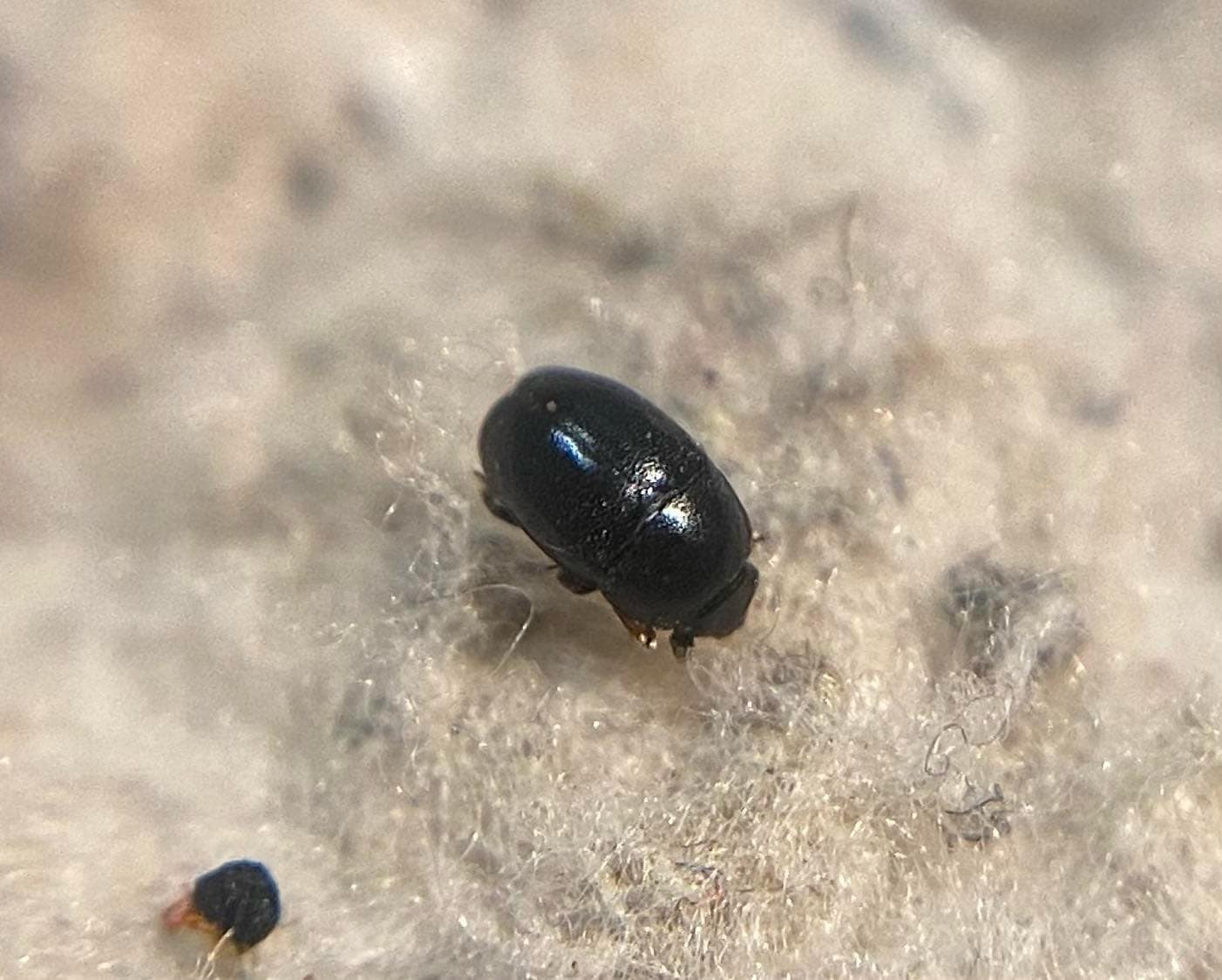Boragogethes symphyti