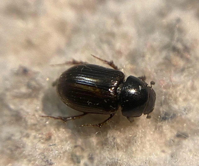 Aphodius punctatosulcatus - pusztai trágyabogár