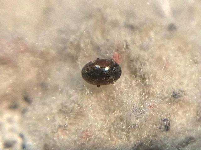 Scymnus limbatus - gesztenyebarna bödice