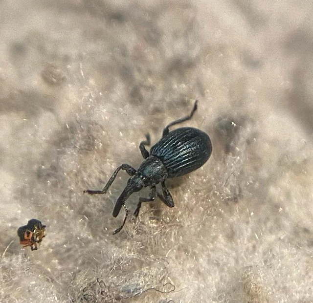 Mesotrichapion punctirostre - pontosorrú cickányormányos