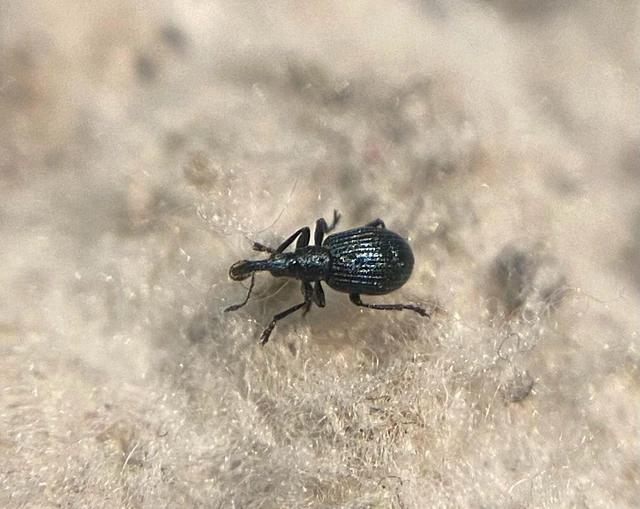 Ischnopterapion virens - lóheregyökér-cickányormányos