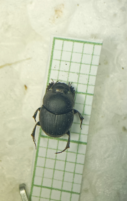Onthophagus ovatus - apró trágyatúró