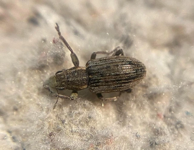 Sitona puncticollis - nagy csipkézőbogár