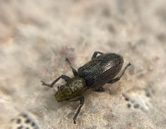 Sitona puncticollis - nagy csipkézőbogár