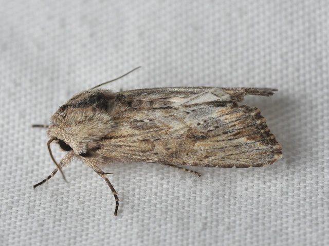 Egira conspicillaris - változékony szürkebagoly