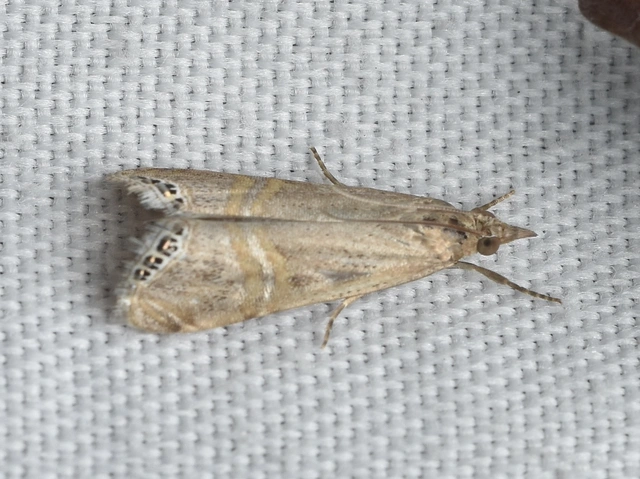 Euchromius ocellea - ezüstcsíkos mozaikmoly
