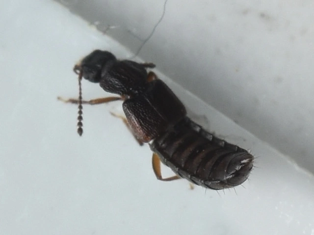 Anotylus Anotylus