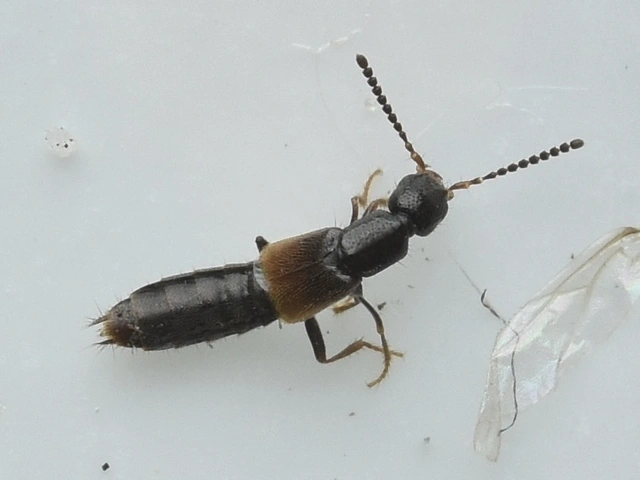 Neobisnius procerulus - kétszínű ganajholyva