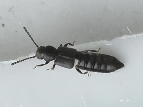 Carpelimus Carpelimus