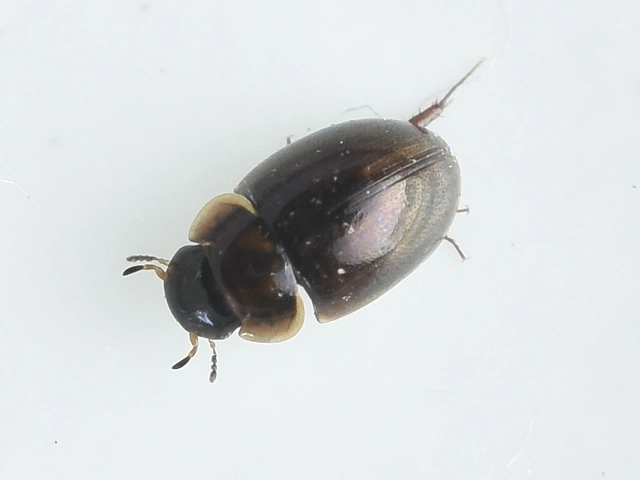 Anacaena limbata - gyakori kerekcsibor