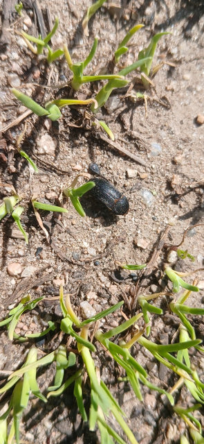 Dermestes laniarius - gyászos porva Dermestes laniarius - gyászos porva