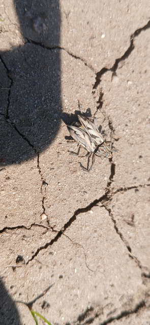 Coniocleonus nigrosuturatus - nyíljegyes barkó