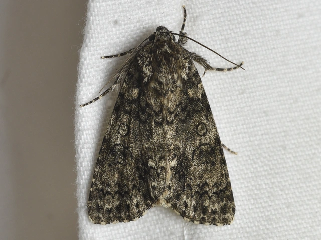 Acronicta rumicis - sóska-szigonyosbagoly