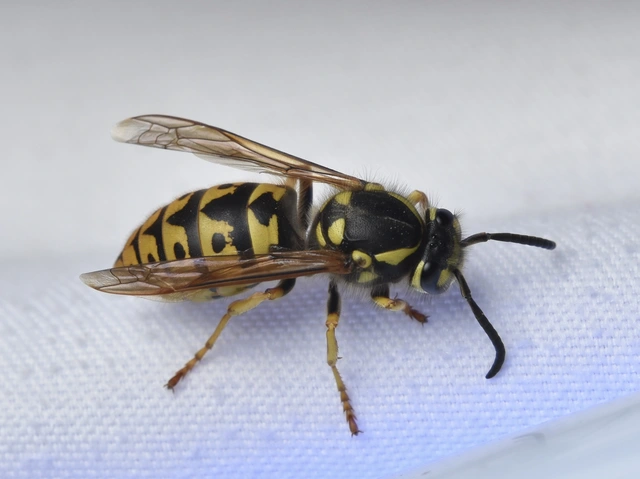 Vespula