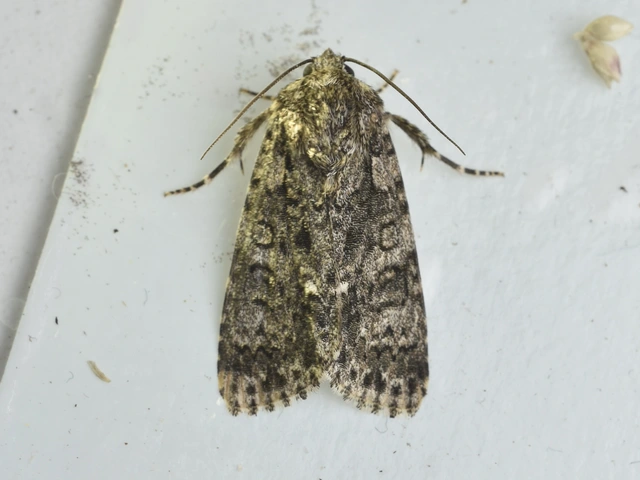 Acronicta rumicis - sóska-szigonyosbagoly