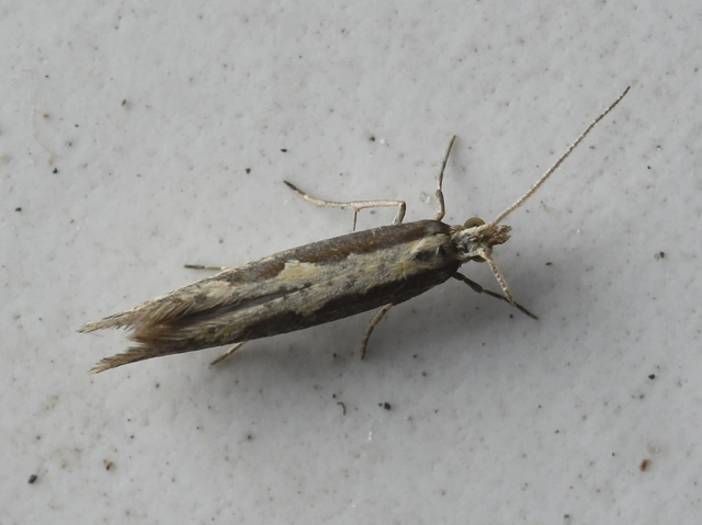Plutella xylostella - káposztamoly
