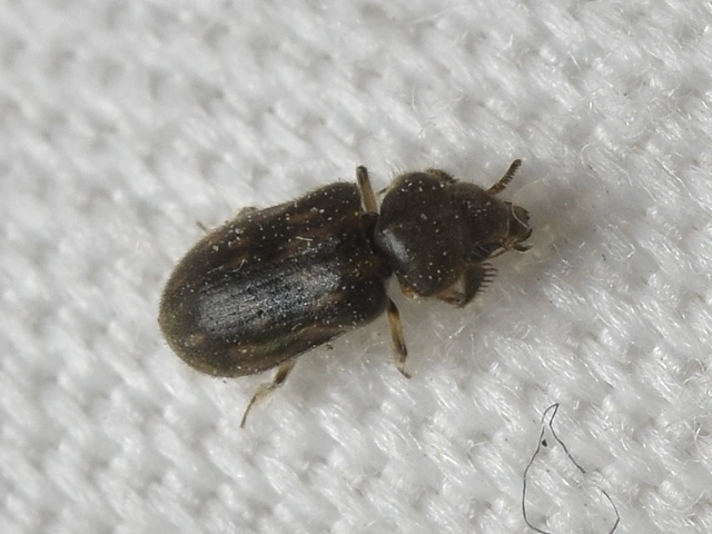 Heterocerus fenestratus - foltos iszapbogár