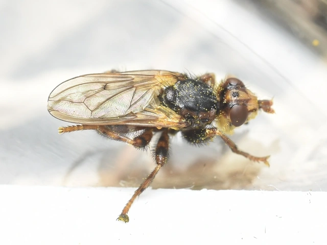 Myopa