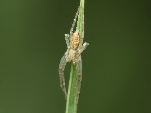 Philodromus