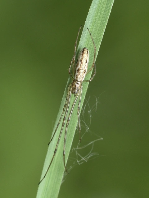 Tetragnatha
