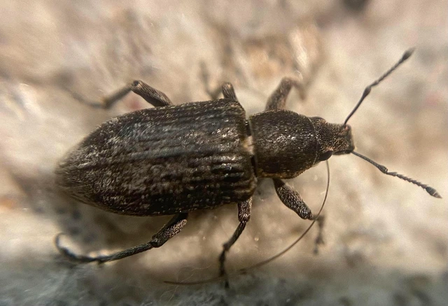 Tanymecus palliatus - közönséges hegyesfarúbarkó