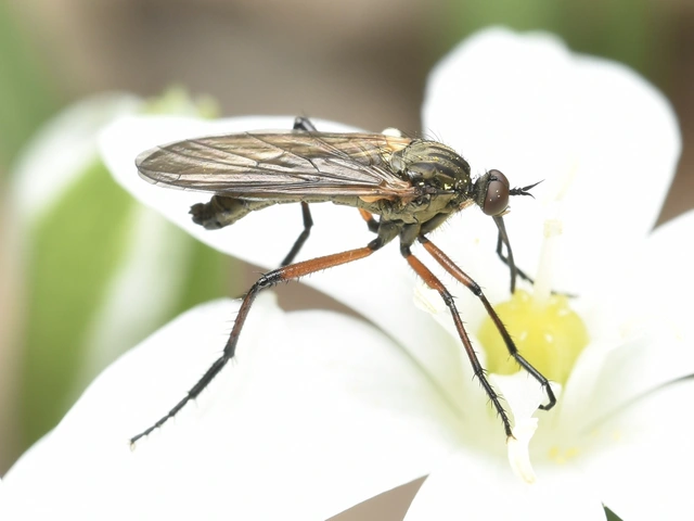 Empididae - táncoslegyek Empididae - táncoslegyek