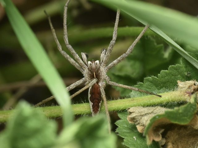 Pisaura mirabilis - csodáspók