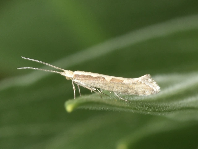 Plutella xylostella - káposztamoly