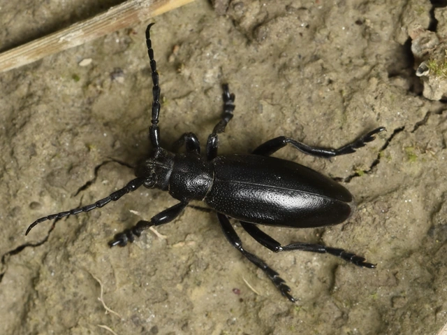 Dorcadion aethiops - fekete gyalogcincér