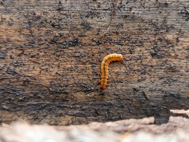 Cucujus cinnaberinus - skarlátbogár