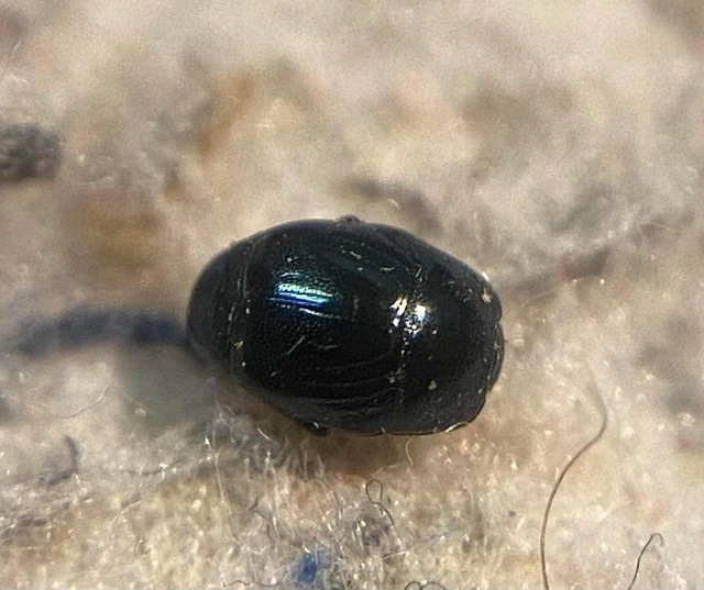 Hypocaccus metallicus - fekete trágyasutabogár