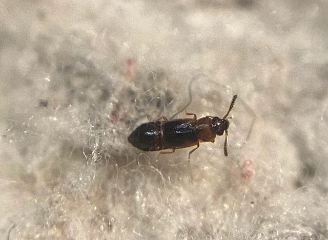 Dropephylla ioptera - fénylő barázdásholyva