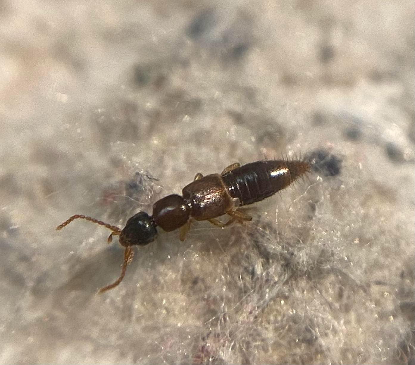 Lithocharis ochracea - vöröses rétiholyva