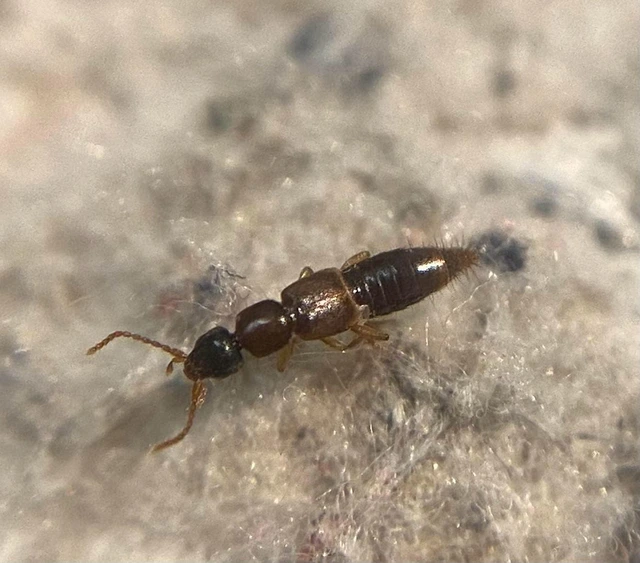 Lithocharis ochracea - vöröses rétiholyva Lithocharis ochracea - vöröses rétiholyva