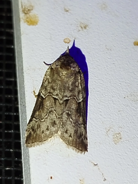 Nycteola siculana - fűz-trapézbagoly