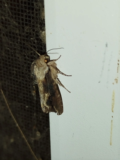 Egira conspicillaris - változékony szürkebagoly