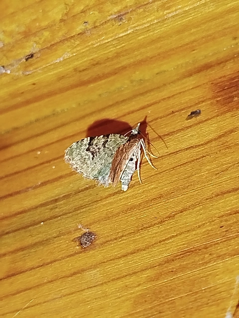 Chloroclystis v-ata - zöldes törpearaszoló