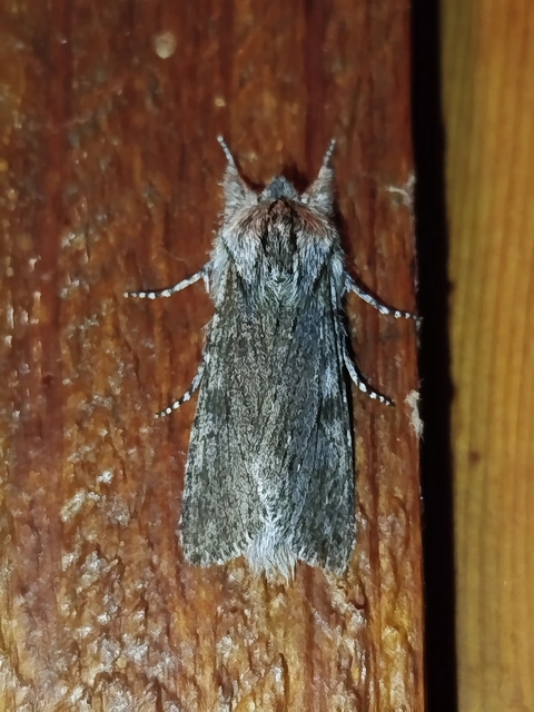 Dicranura ulmi - szilfa-púposszövő